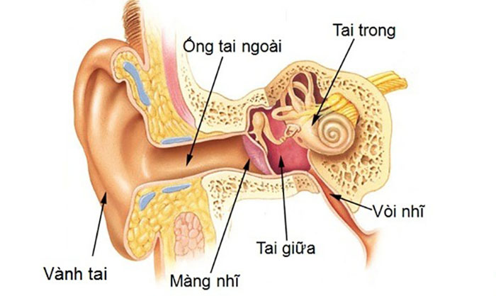 Kiến thứcCấu tạo tai người và cơ chế thính giác