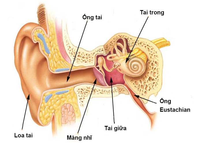 cấu tạo tai người